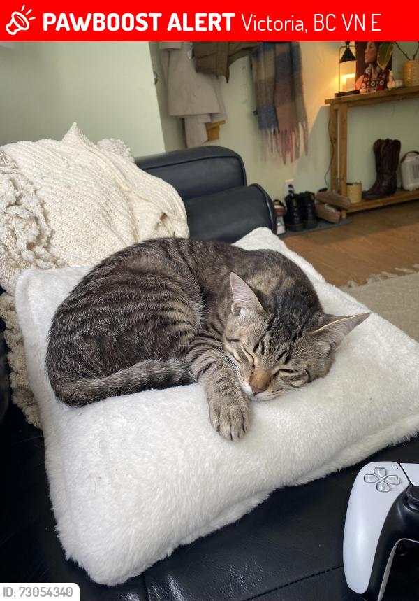 Lost Male Cat last seen On Shelbourne st between cedarglen rd and arbourdale ave, Victoria, BC V8N 3E9