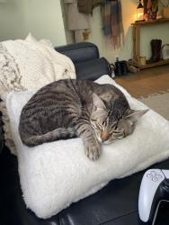 Lost Male Cat last seen On Shelbourne st between cedarglen rd and arbourdale ave, Victoria, BC V8N 3E9