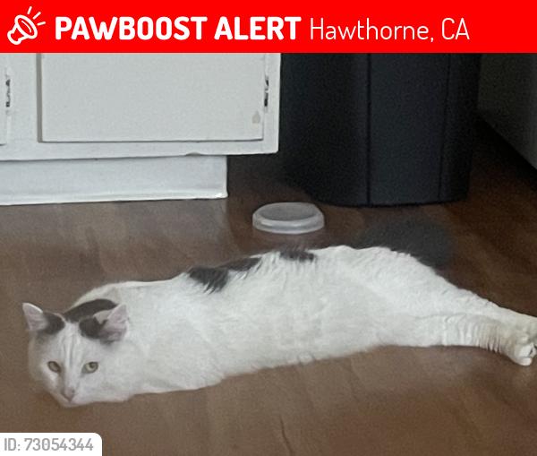 Lost Male Cat last seen Doty ave, Hawthorne, CA 90250