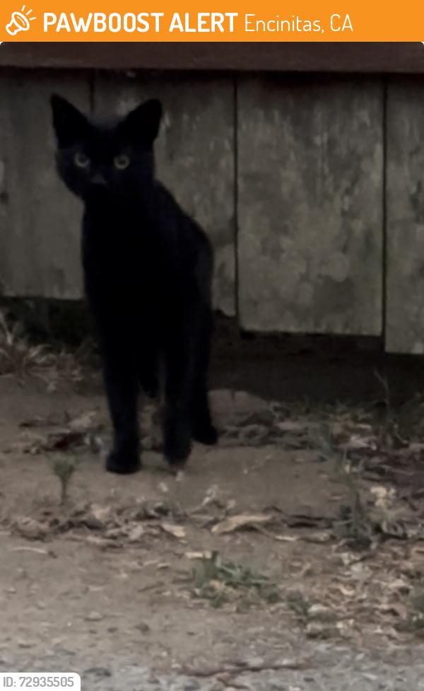Found/Stray Unknown Cat last seen Oceanview Ave, Ocean view Terrace, Encinitas, CA 92024