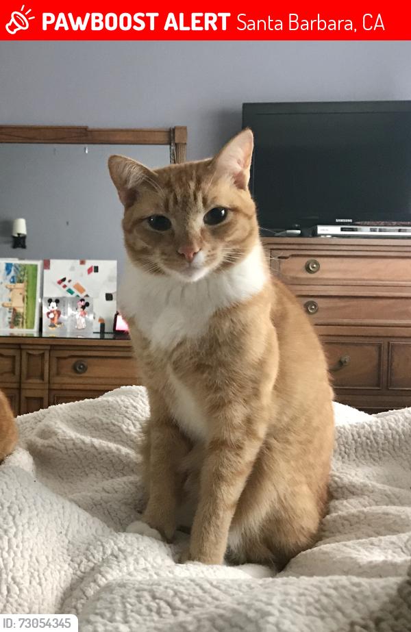 Lost Male Cat last seen Valerio, Santa Barbara, CA 93101