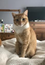Lost Male Cat last seen Valerio, Santa Barbara, CA 93101