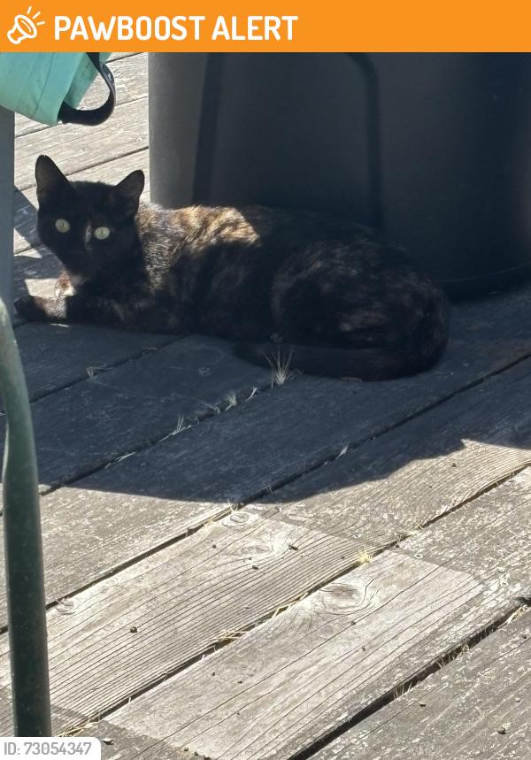 Found/Stray Unknown Cat last seen Clinton/Yale, East Richmond Heights, CA 94805