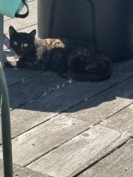 Found/Stray Unknown Cat last seen Clinton/Yale, East Richmond Heights, CA 94805