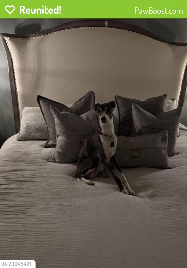 Reunited Male Dog last seen The Hollows, Crystal Lake, IL 60014
