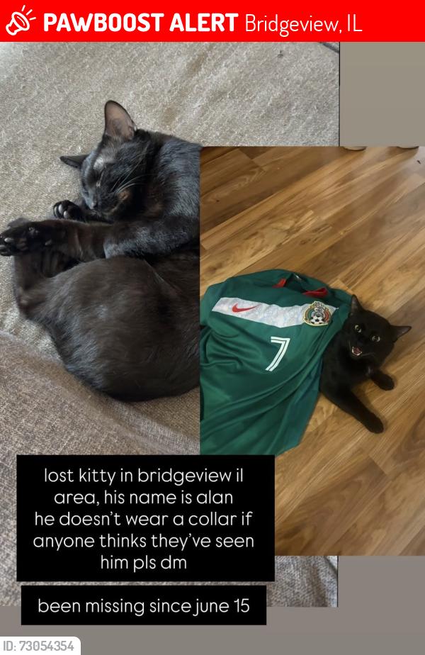 Lost Female Cat last seen Across streets near area, also seen by truck area possibly in Bridgeview, Bridgeview, IL 60455