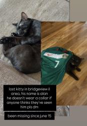 Lost Female Cat last seen Across streets near area, also seen by truck area possibly in Bridgeview, Bridgeview, IL 60455