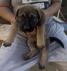 Lost Male Dog last seen Tangelo avenue, bloomington CA, Bloomington, CA 92331