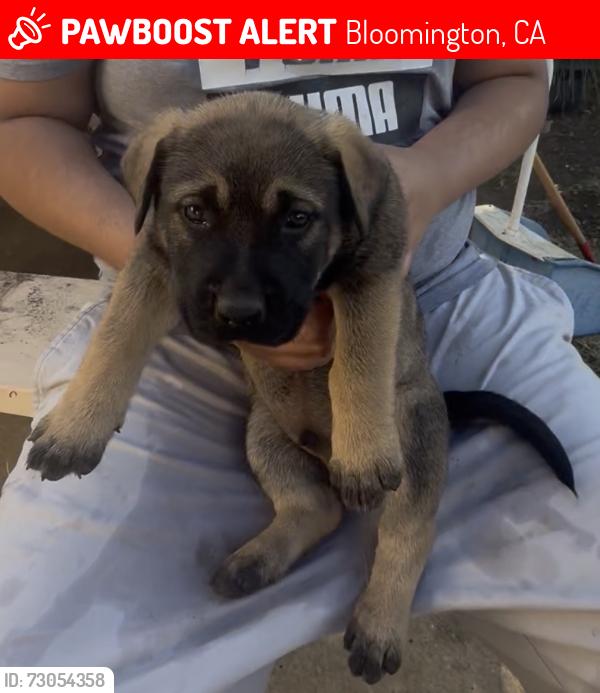 Lost Male Dog last seen Tangelo avenue, bloomington CA, Bloomington, CA 92331