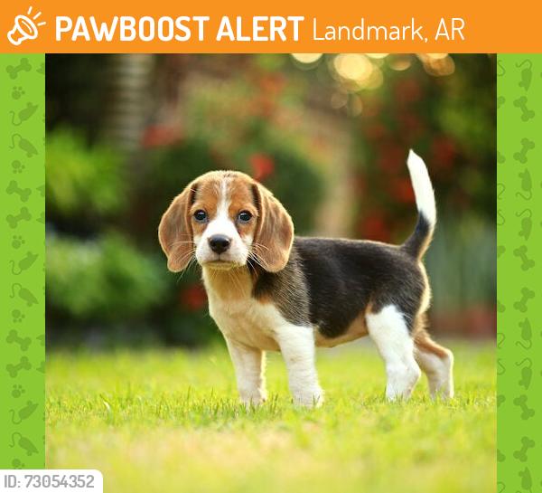 Found/Stray Unknown Dog last seen Unknown, Landmark, AR 72206
