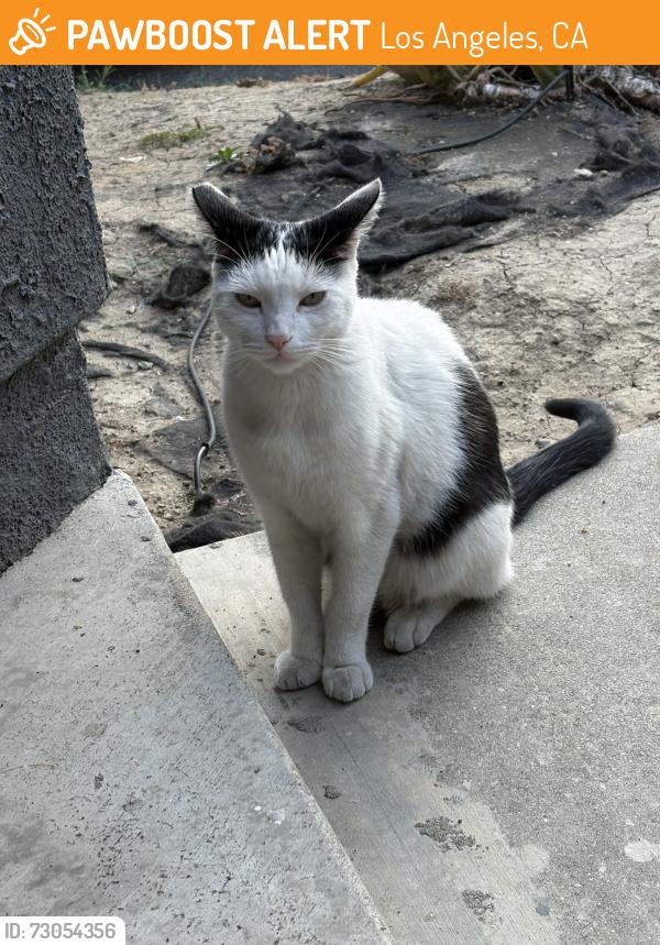 Found/Stray Unknown Cat last seen SELDNER ave and SEIGNEUR AVE, Los Angeles, CA 90032