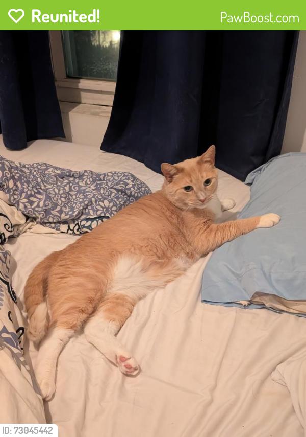Reunited Female Cat last seen Aldi, Willow Grove, PA 19090