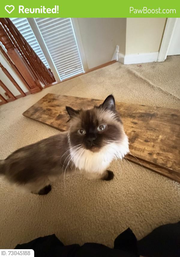 Reunited Female Cat last seen Brooke Farm Court, Woodbridge, VA 22192