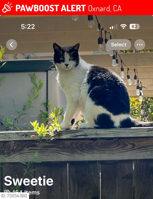 Lost Female Cat last seen Arbor Parc Rose near St John’s hosp, Oxnard, CA 93030
