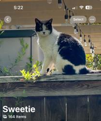 Lost Female Cat last seen Arbor Parc Rose near St John’s hosp, Oxnard, CA 93030