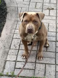 Reunited Male Dog last seen Long Lake Dr. , Owings Mills, MD 21117