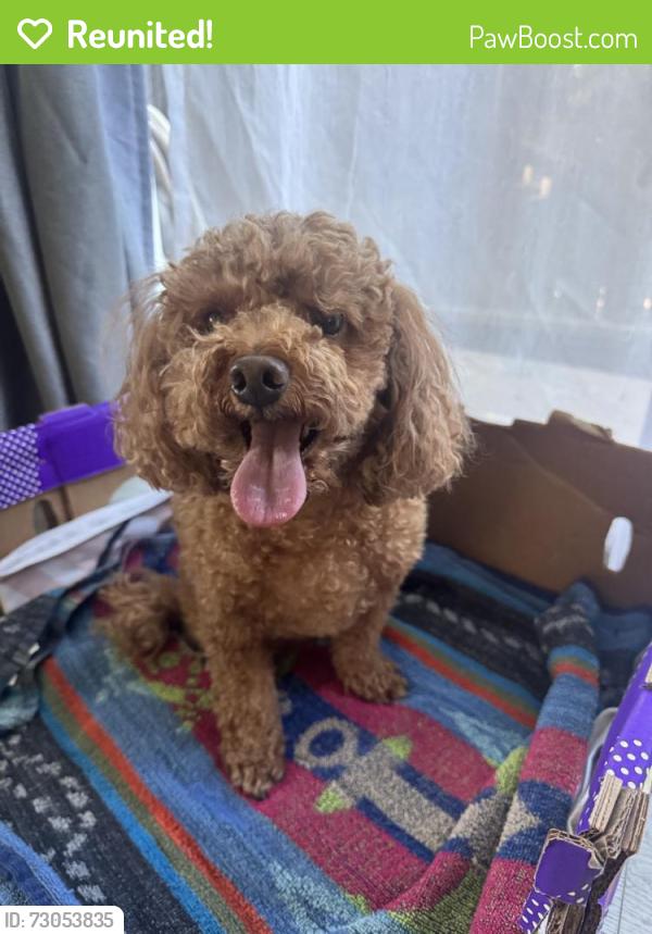 Reunited Male Dog last seen E University Dr, Carson, CA, USA, Carson, CA 90746