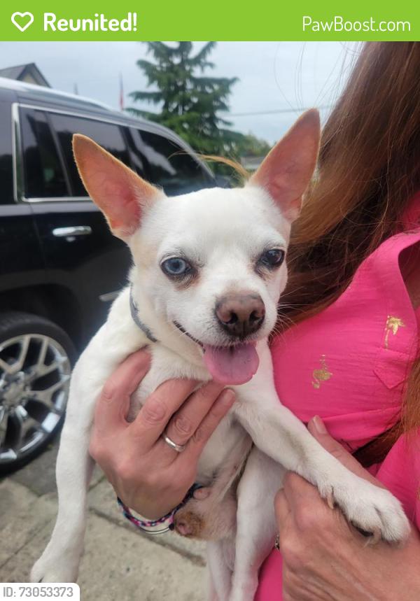 Reunited Male Dog last seen By the fair, Puyallup, WA 98372