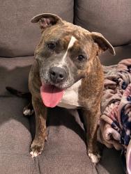 Lost Female Dog last seen Ederville, Fort Worth, TX 76112