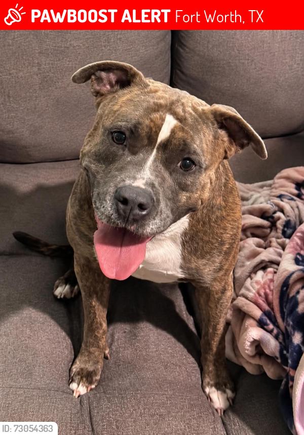 Lost Female Dog last seen Ederville, Fort Worth, TX 76112