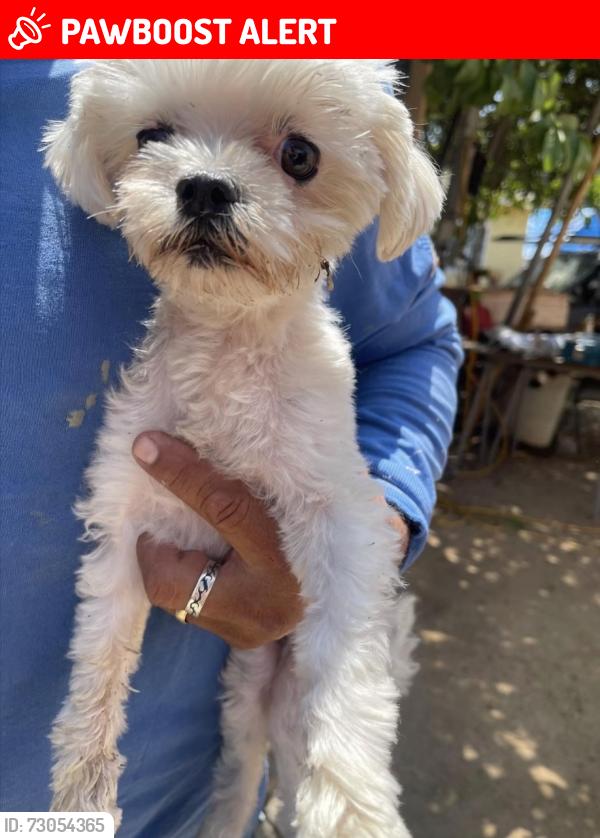 Lost Female Dog last seen McDonnell and first street , East Los Angeles, CA 90022