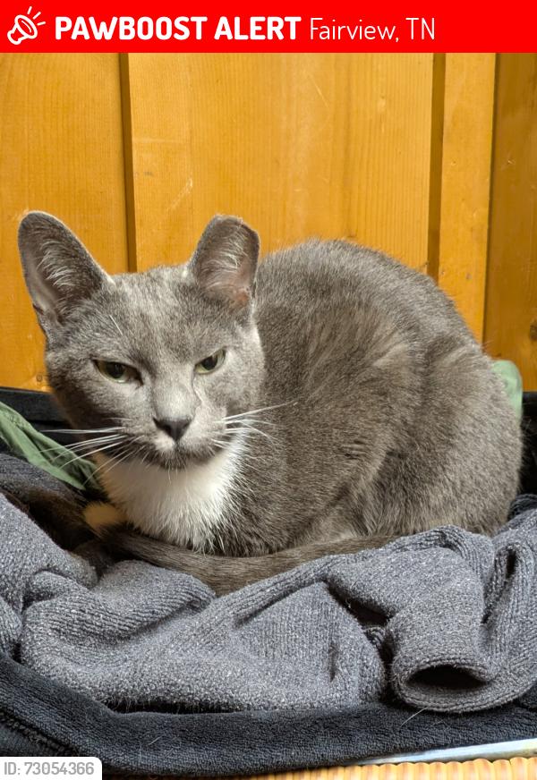 Lost Male Cat last seen Fairview church, Fairview, TN 37062