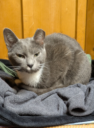 Lost Male Cat last seen Fairview church, Fairview, TN 37062