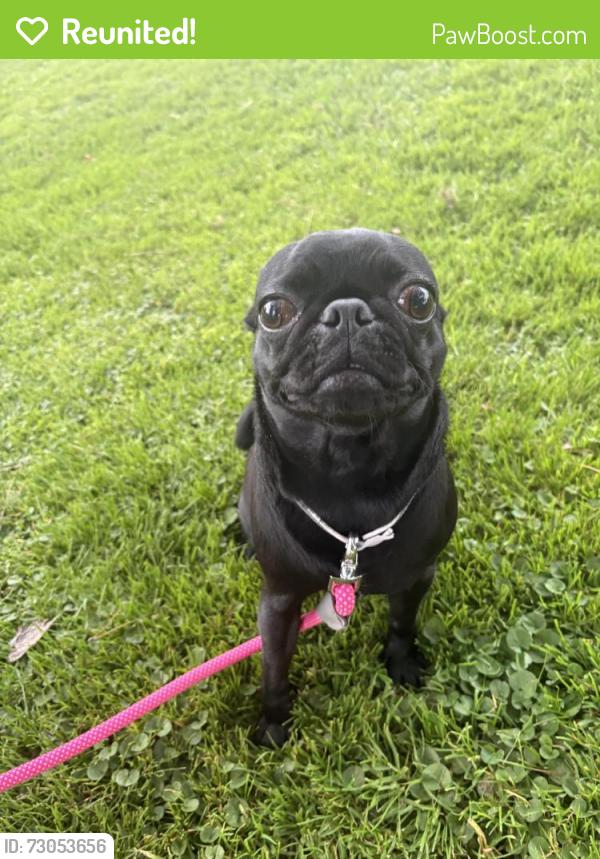 Reunited Female Dog last seen Crenshaw and W El Segundo blvd , Hawthorne, CA 90250