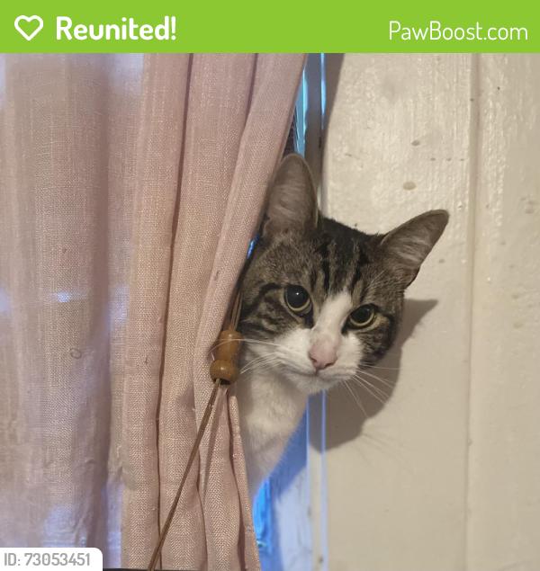 Reunited Male Cat last seen Vaughn Ave & Elliot, MAJOR street SAN CARLOS ST & Bascom Ave, San Jose, CA 95128