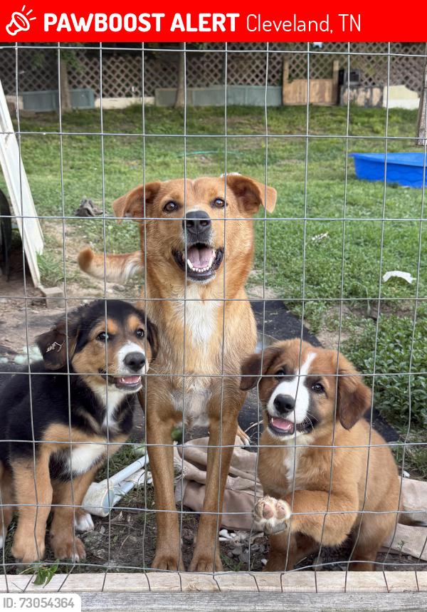 Lost Male Dog last seen Climer Rd, Cleveland, TN 37364
