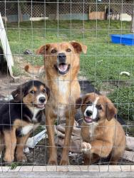 Lost Male Dog last seen Climer Rd, Cleveland, TN 37364