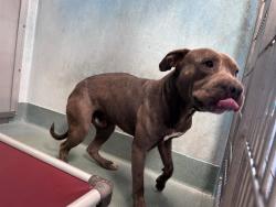 Shelter Stray Male Dog last seen , 4275 Elton St, Baldwin Park, CA 91706, USA