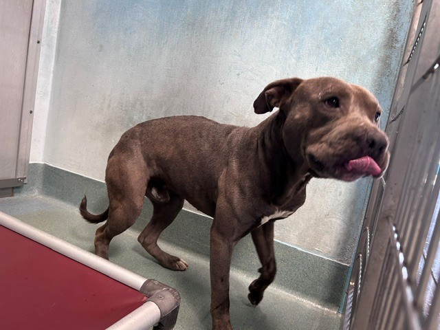 Shelter Stray Male Dog last seen , 4275 Elton St, Baldwin Park, CA 91706, USA