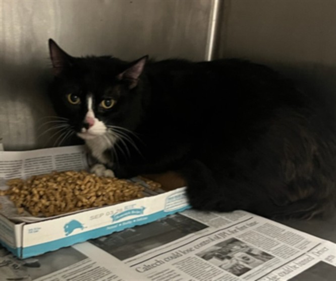 Shelter Stray Male Cat last seen , 14409 Vanowen St, Van Nuys, CA 91405, USA