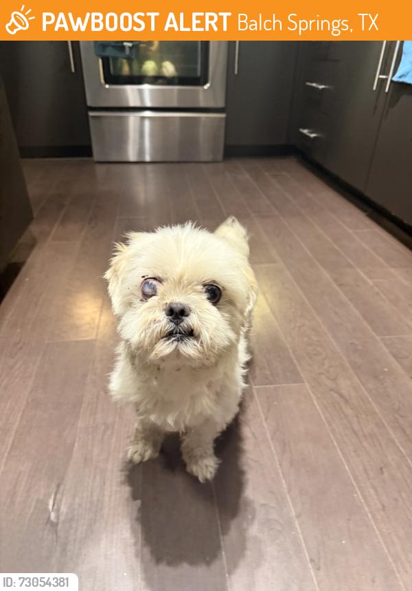 Found/Stray Male Dog last seen Thimothy lane and Pioneer Road, Balch Springs, TX 75180
