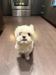 Found/Stray Male Dog last seen Thimothy lane and Pioneer Road, Balch Springs, TX 75180