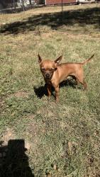 Lost Male Dog last seen Hodge Road, Wendell, NC 27591