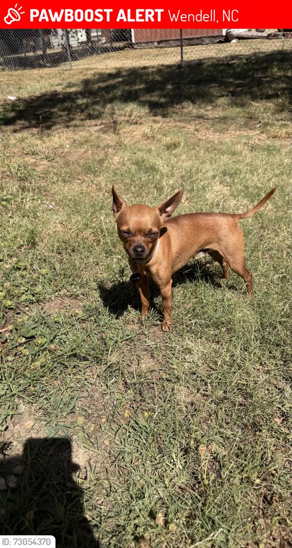 Lost Male Dog last seen Hodge Road, Wendell, NC 27591