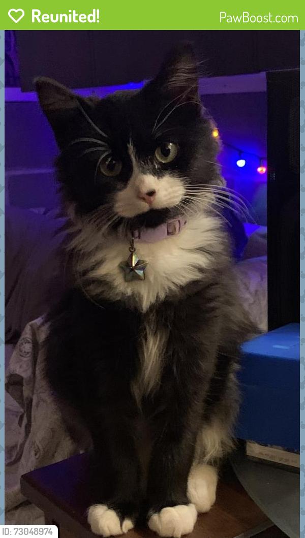 Reunited Male Cat last seen Holden Farms neighborhood, Youngsville, NC 27596