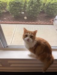 Lost Male Cat last seen Highway 160, tega cay, zoar rd, goldhill rd, Fort Mill, SC 29708