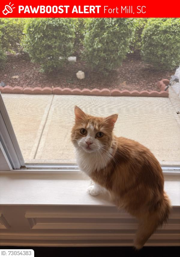 Lost Male Cat last seen Highway 160, tega cay, zoar rd, goldhill rd, Fort Mill, SC 29708