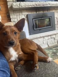 Lost Female Dog last seen Edison and madison, Lombard, IL 60148