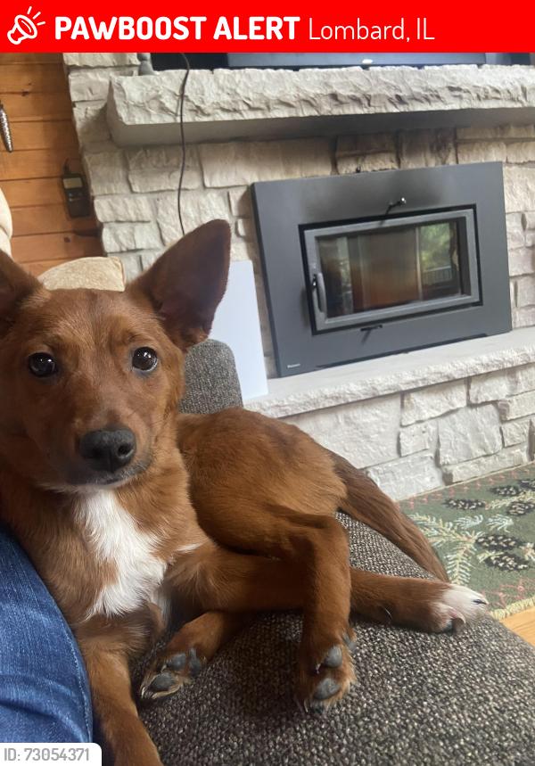 Lost Female Dog last seen Edison and madison, Lombard, IL 60148