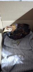 Found/Stray Unknown Bird last seen Woodlawn Ave, Chula Vista, CA 91910