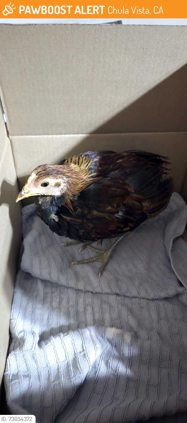Found/Stray Unknown Bird last seen Woodlawn Ave, Chula Vista, CA 91910