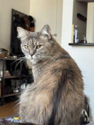Lost Female Cat last seen 1st avenue and 66th street near the Deli Deli, New York, NY 10065