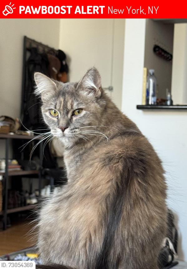 Lost Female Cat last seen 1st avenue and 66th street near the Deli Deli, New York, NY 10065