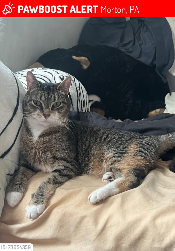 Lost Female Cat last seen Near Waverly Ave Morton, PA, Morton, PA 19070