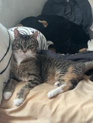 Lost Female Cat last seen Near Waverly Ave Morton, PA, Morton, PA 19070