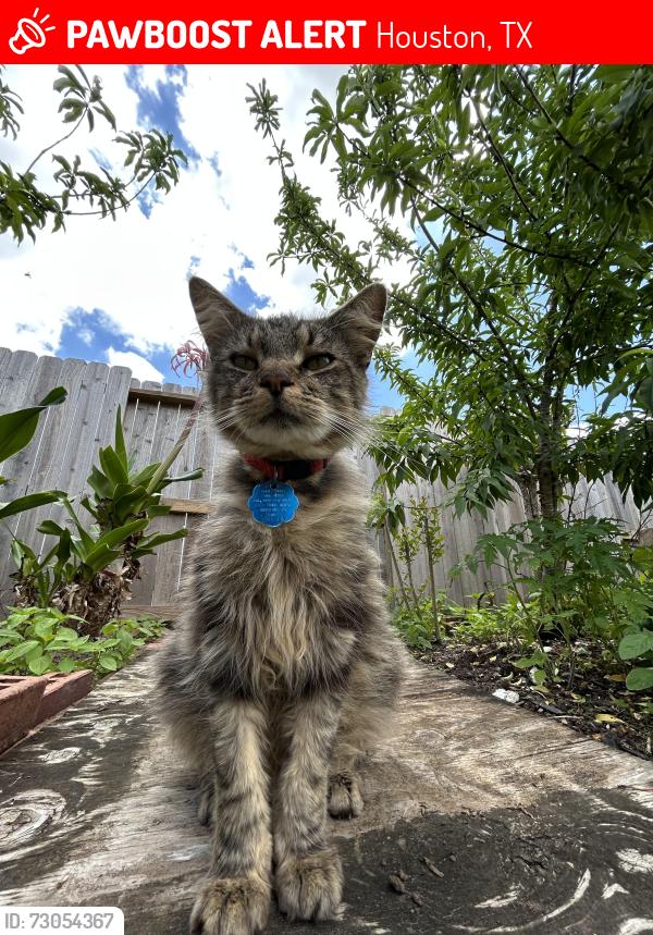 Lost Male Cat last seen Near Da Vinci, Pearland - ests of Green Tee, Houston, TX 77089